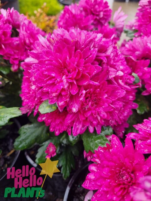 Chrysanthemum 'Purple' 6" Pot