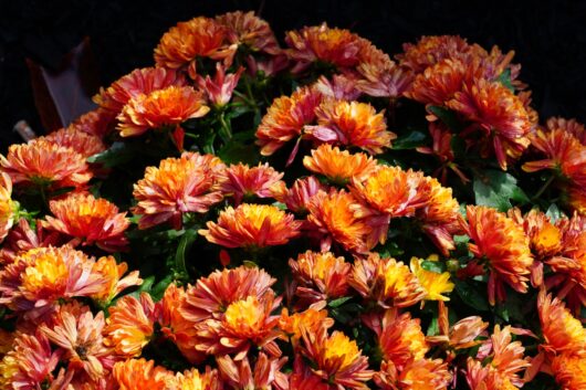 Chrysanthemum 'Bronze' 6" Pot