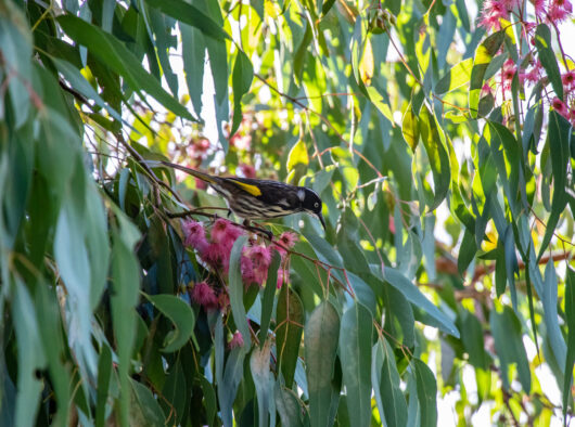 Eucalyptus rosacea 'Pink flowering Mallee' 6" Pot