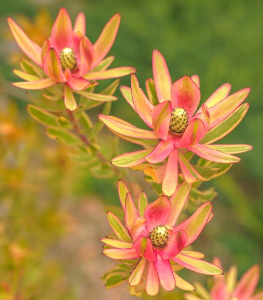 Leucadendron 'Spring Blaze'