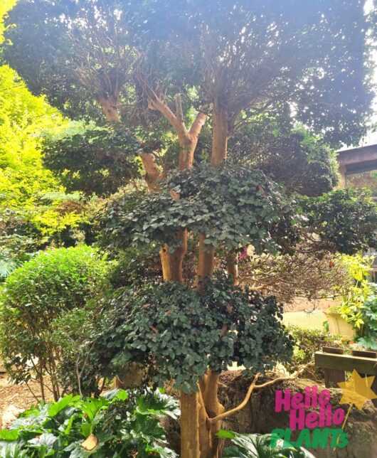 Luma apiculata 'Myrtus Luma' 155L (Cloud Pruned)