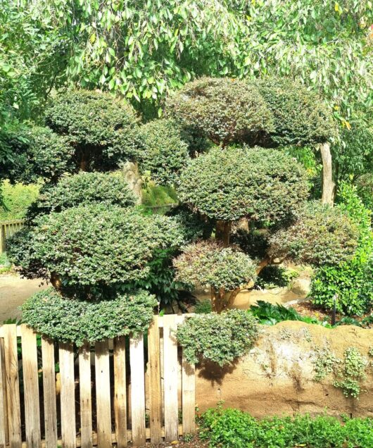 Luma apiculata 'Myrtus Luma' 155L (Cloud Pruned)