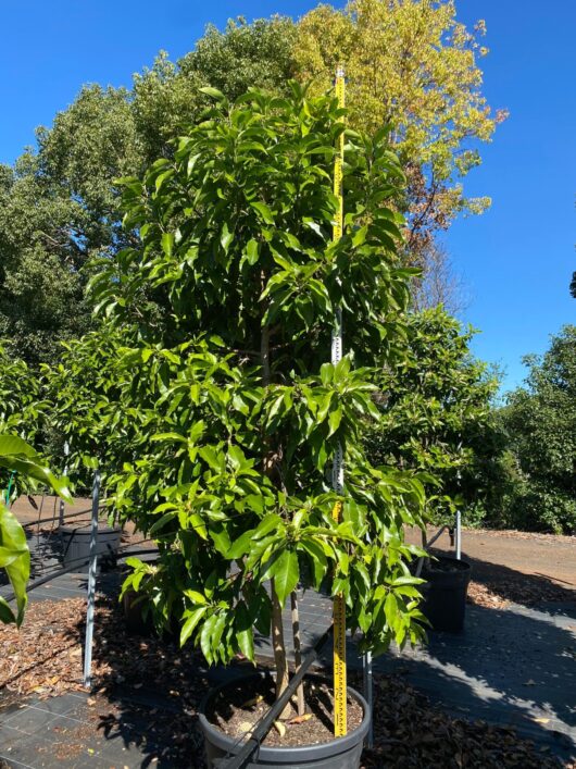 Michelia alba 'White Jade Orchid Tree' 110L
