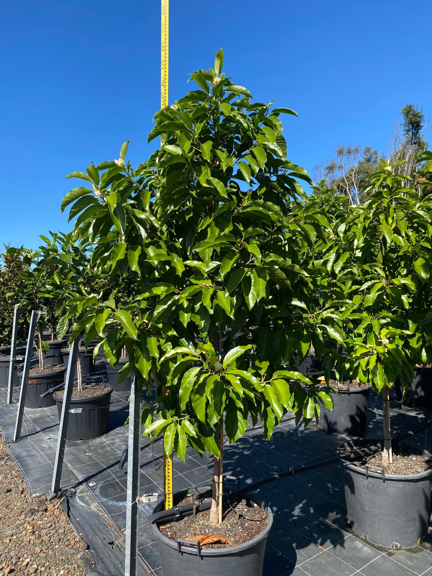 Advanced Michelia alba tree