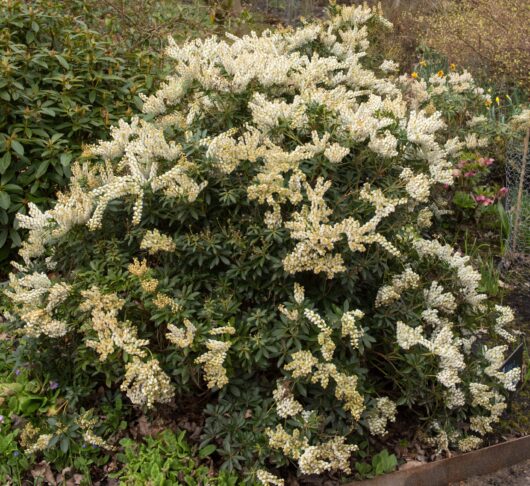 Pieris 'Debutante' 13" Pot