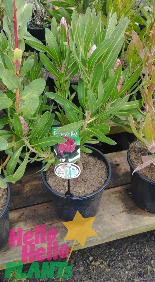Protea 'Josephine' 8" Pot