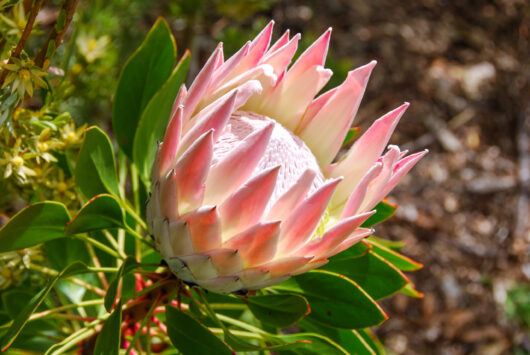 Protea 'Grandicolour' PBR 10" Pot