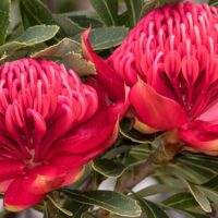 Two vibrant red Telopea 'Essie's Gift PBR' Waratah flowers with layered petals bloom above dark green foliage, reflecting the striking beauty of this plant available in a 6" pot.