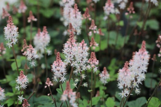 Tiarella 'Pink Skyrocket' 5" Pot