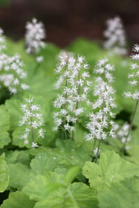 Tiarella 'Running Tiger' 5" Pot