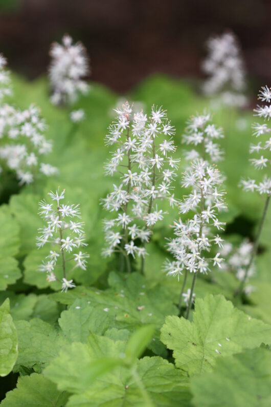 Tiarella 'Running Tiger' 5" Pot