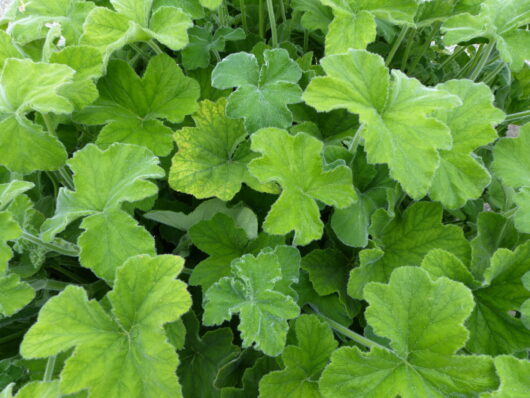 Geranium 'Peppermint' 4" Pot