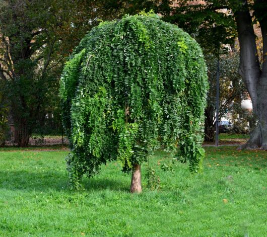 Sophora 'Weeping Japanese Pagoda Tree'