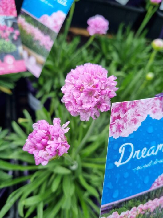 Armeria Dreameria® 'Sweet Dreams' 6" Pot