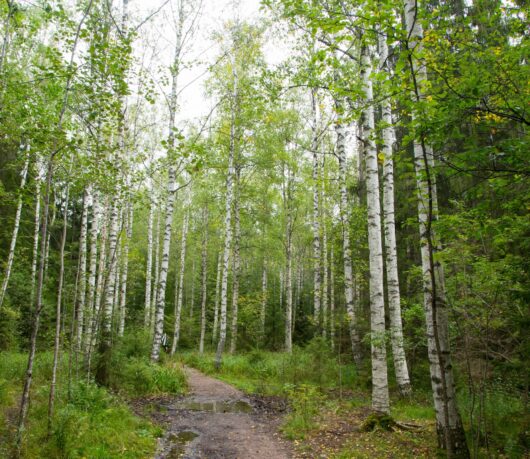 Betula 'Snow White' Birch