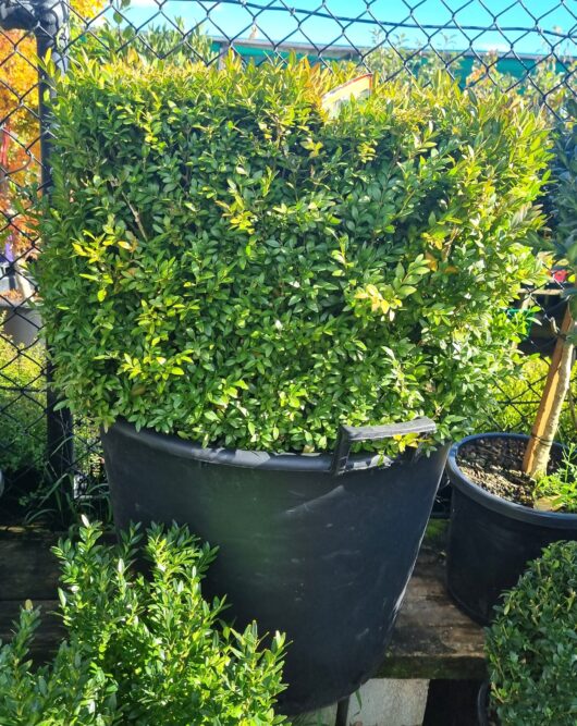 Buxus 'English Box' Topiary Square 90L Pot