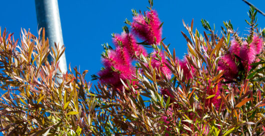Callistemon 'All Aglow' Bottlebrush