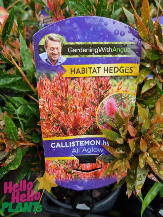 Callistemon 'All Aglow' Bottlebrush