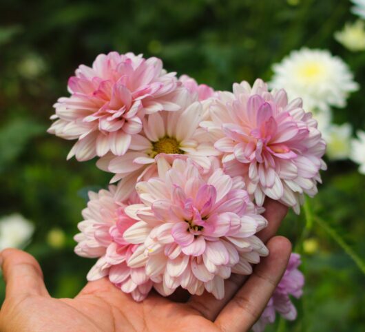 Chrysanthemum 'Pink Flair' 6" Pot