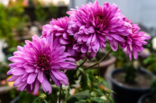 Chrysanthemum 'Purple' 6" Pot