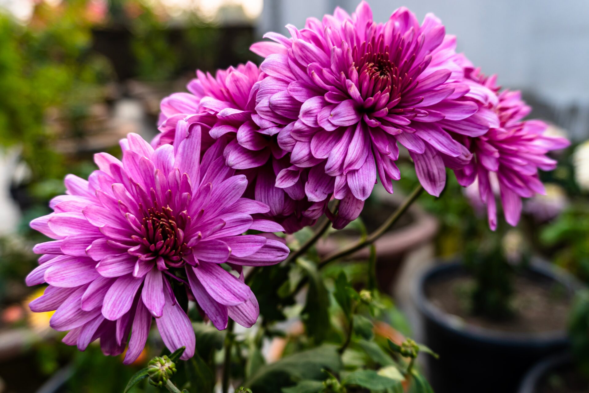 Chrysanthemum (Chrysanthemum x morifolium 'Misty Lilac Pink