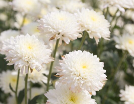 Chrysanthemum 'White' 6" Pot