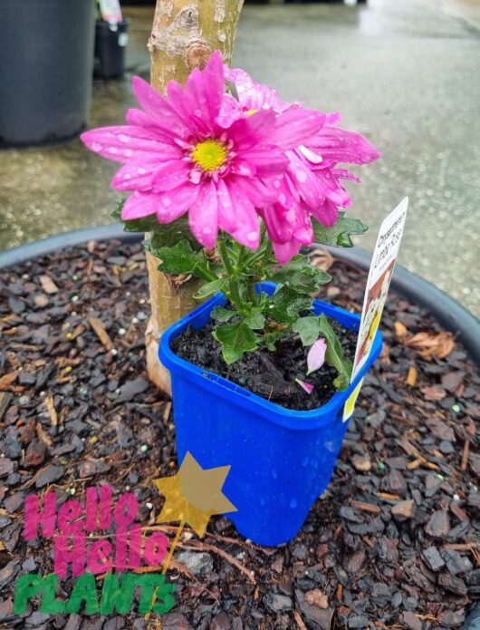 Chrysanthemum 'Limbo Rose' 4" Pot