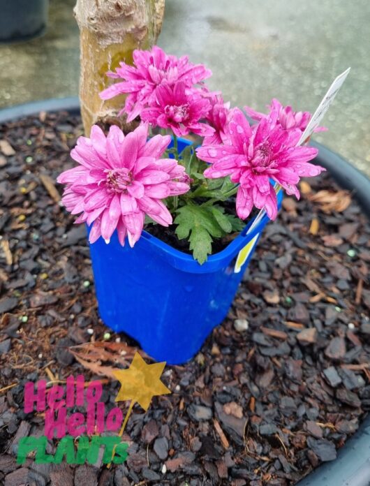 Chrysanthemum 'Youpi Pink' 4" Pot