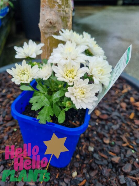 Chrysanthemum 'Youpi White' 4" Pot