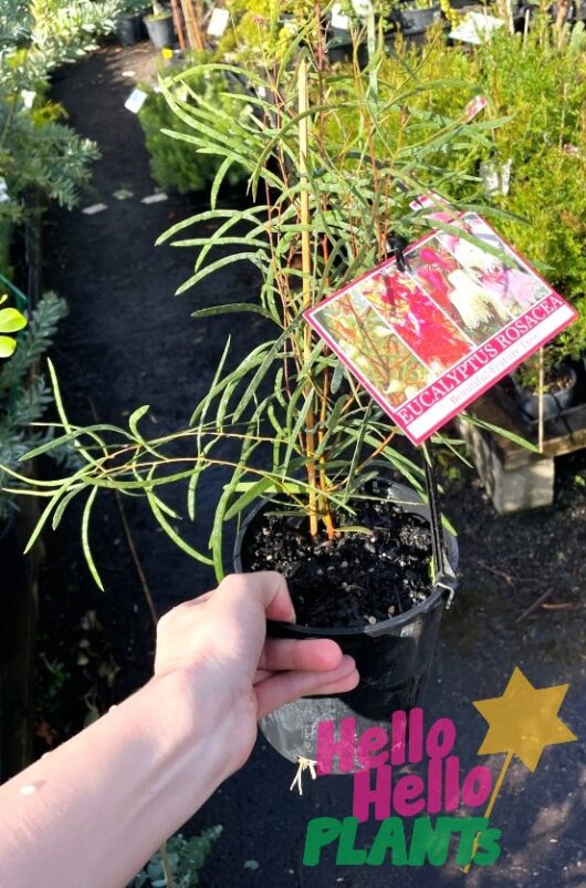 Eucalyptus rosacea 'Pink flowering Mallee' 6" Pot