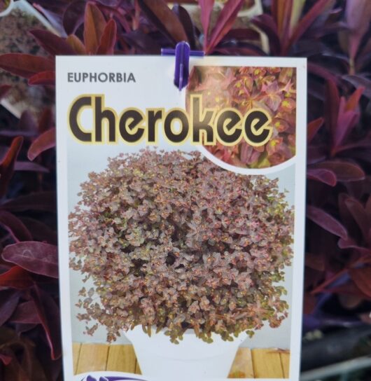 Euphorbia 'Cherokee' 6" Pot