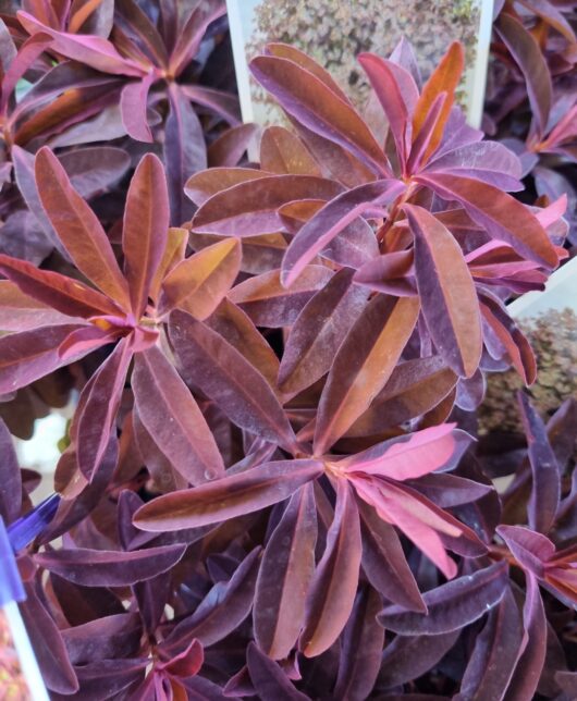 Euphorbia 'Cherokee' 6" Pot