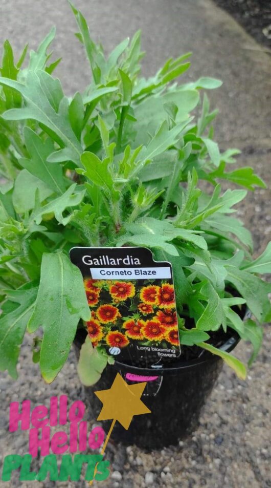 Gaillardia 'Corneto Blaze' (Blanket Flower) 6" Pot