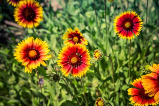 Gaillardia 'Corneto Blaze' (Blanket Flower) 6" Pot