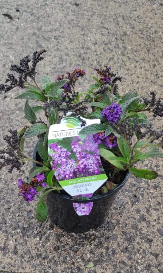 Heliotrope 'Marino Blue' 6" Pot