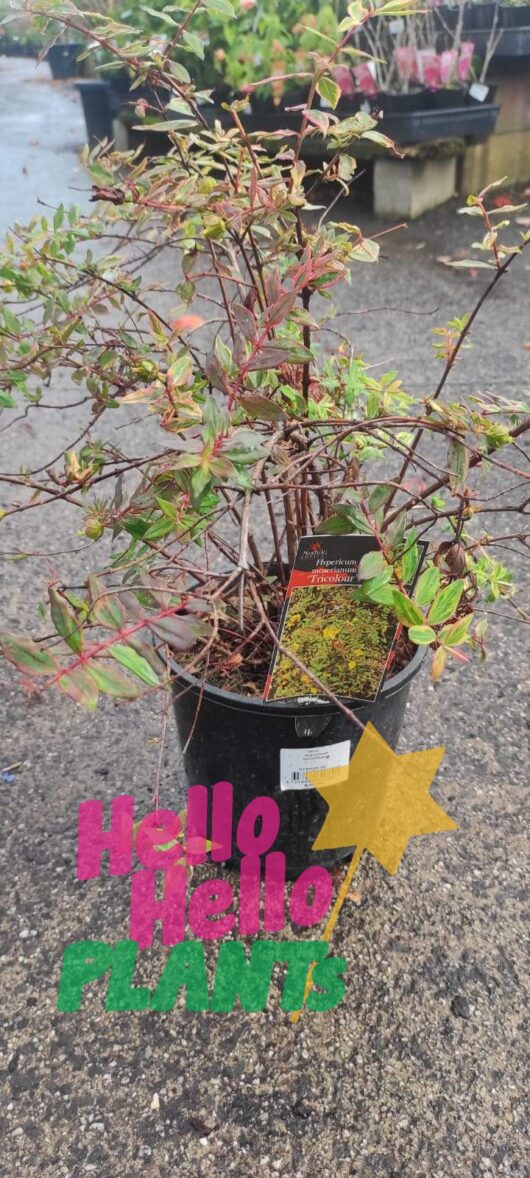 Hypericum 'Tricolor' St. John's Wort 8" Pot