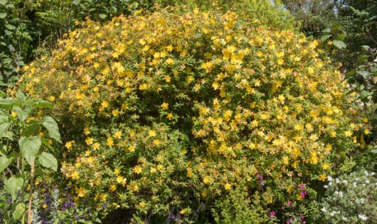 Hypericum 'Tricolor' St. John's Wort 8" Pot