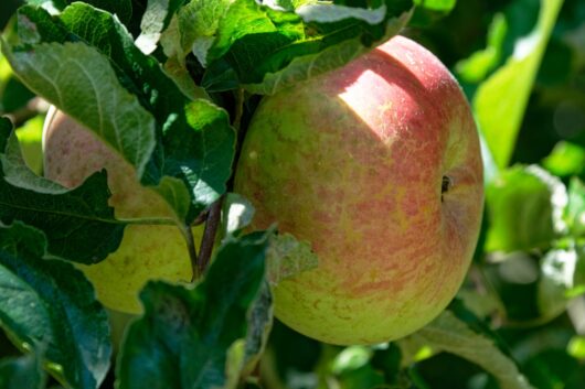 Malus 'Monty's Surprise®' Dwarf Apple 10" Pot