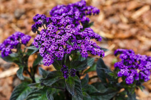 Heliotrope 'Marino Blue' 6" Pot
