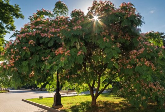 Albizia 'Persian Silk Tree' 13" Pot