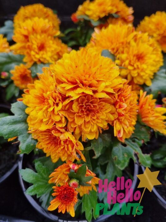 Chrysanthemum 'Bronze' 6" Pot