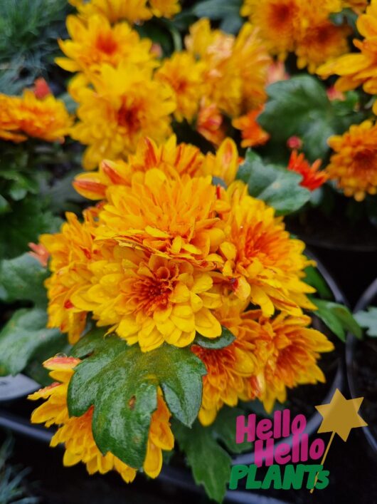 Chrysanthemum 'Bronze' 6" Pot
