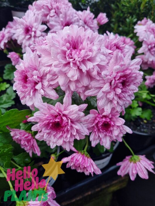 Chrysanthemum 'Pink Flair' 6" Pot