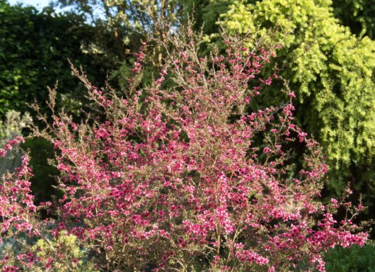 Leptospermum 'Kiwi' 6" Pot