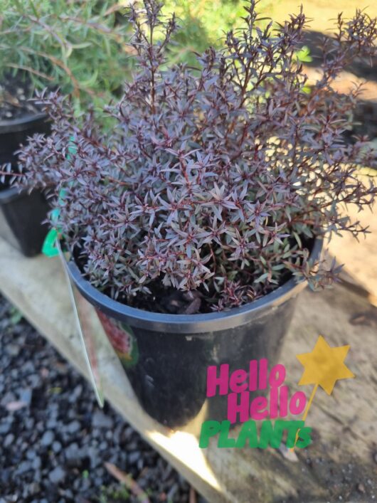 Leptospermum 'Kiwi' 6" Pot