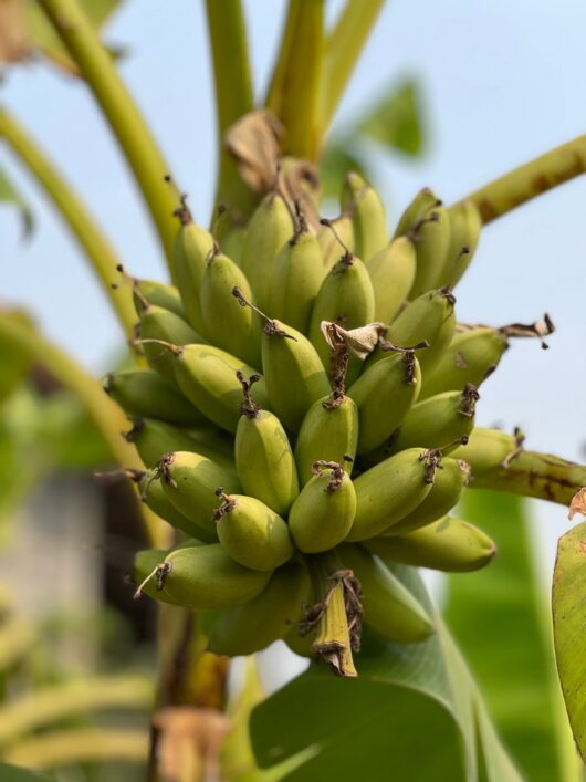 Banana 'Lady Finger' 8" Pot