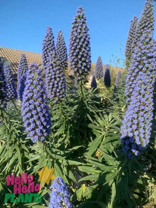 Echium 'Pride Of Madeira'