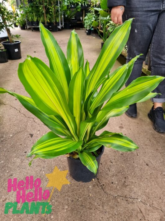 Dracaena 'Golden Heart' Happy Plant 7" Pot
