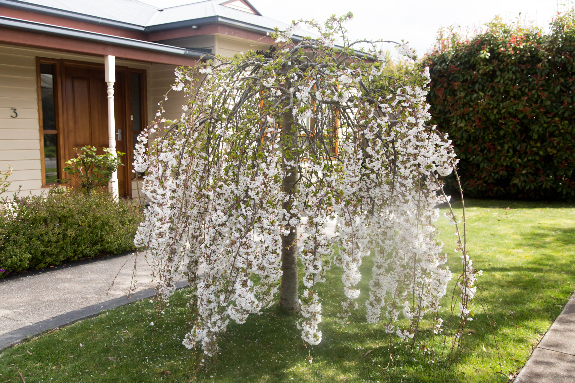 Weeping Cherries!