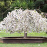 Falling Snow White Weeping Cherry Tree